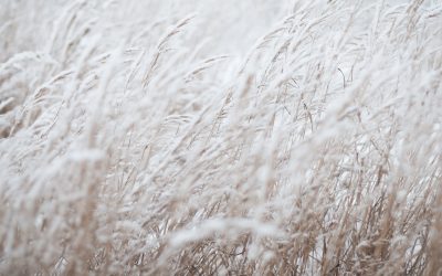 De Kracht van Bewuste Opvoeding